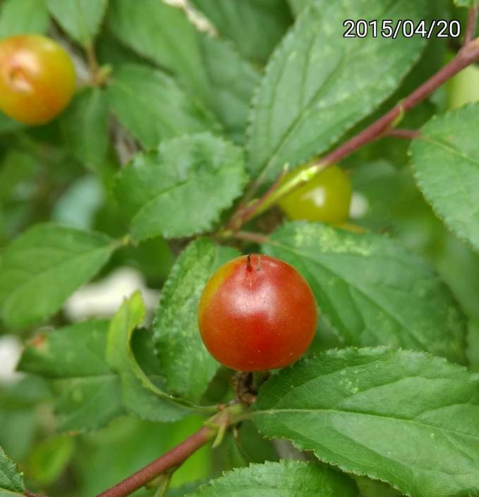 成熟的郁李的果實、ripe fruit of Japanese bush cherry, or Oriental bush cherry、Prunus japonica, Cerasus japonica